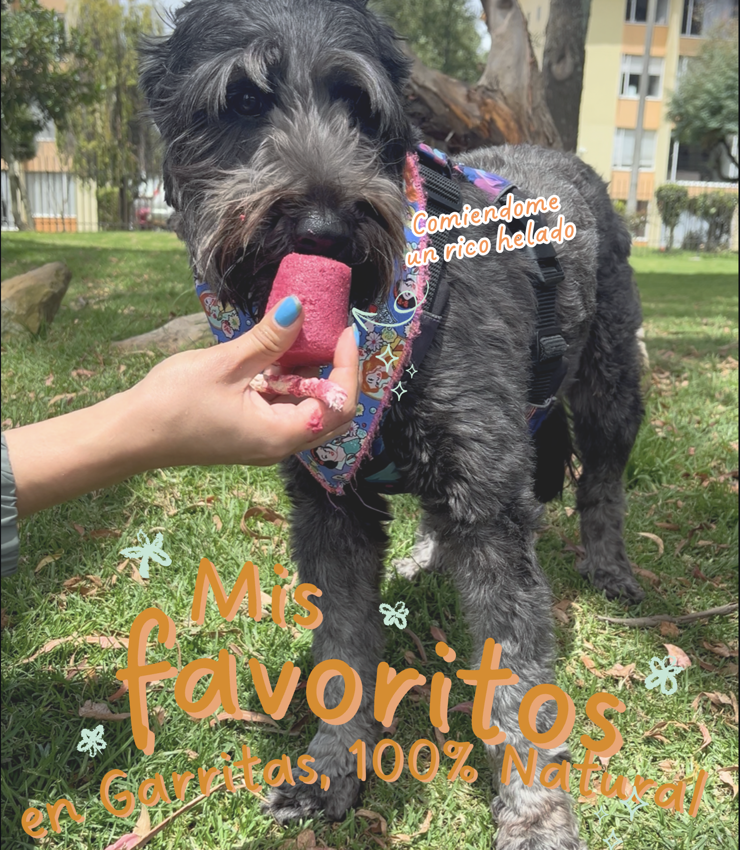 Helados naturales para perros